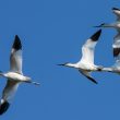 Avocettes élégantes